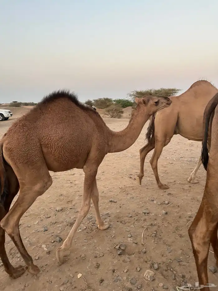 ثلاث حشو لحم للي عنده عرس ولا ملحمة أعمارها 10 شهور 5