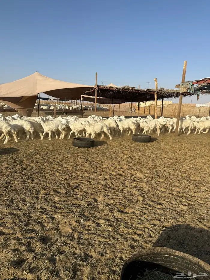 رخال حريات جذعات حرش 65 0