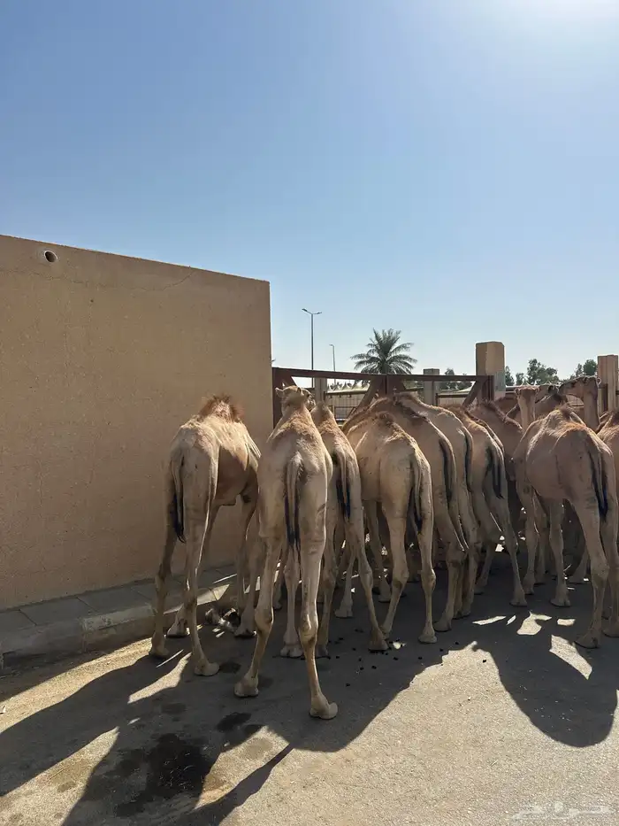 قعدان صومالي جديده. العدد 100 0