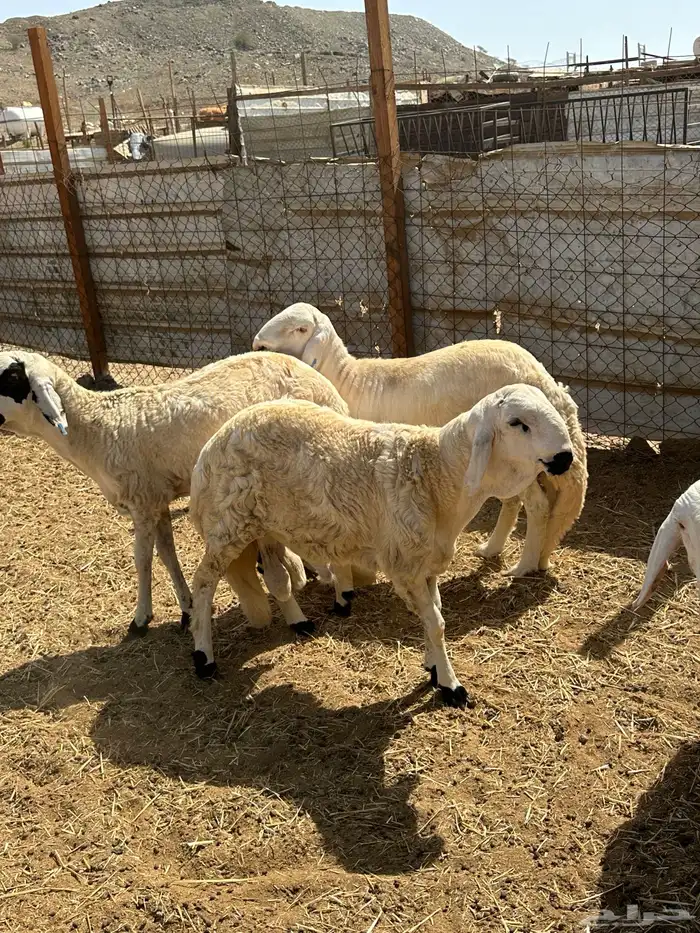 الوسام للذبايح الحري والسواكن 22