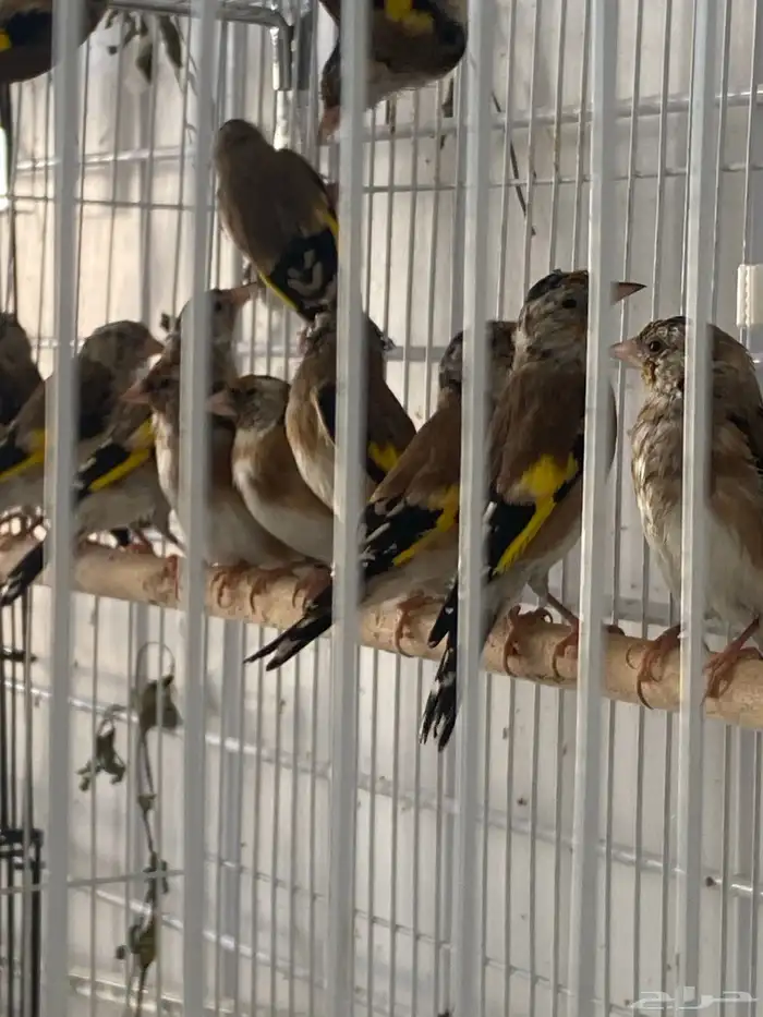 حسون سوري فراخ تم البيع 2