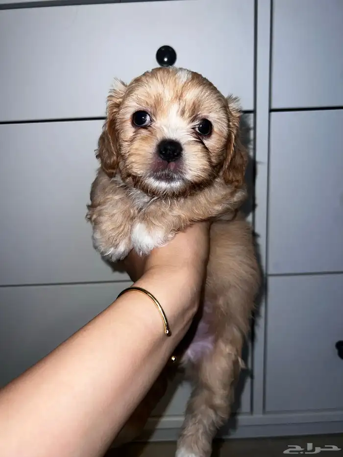 Shih tzu for adoption 0