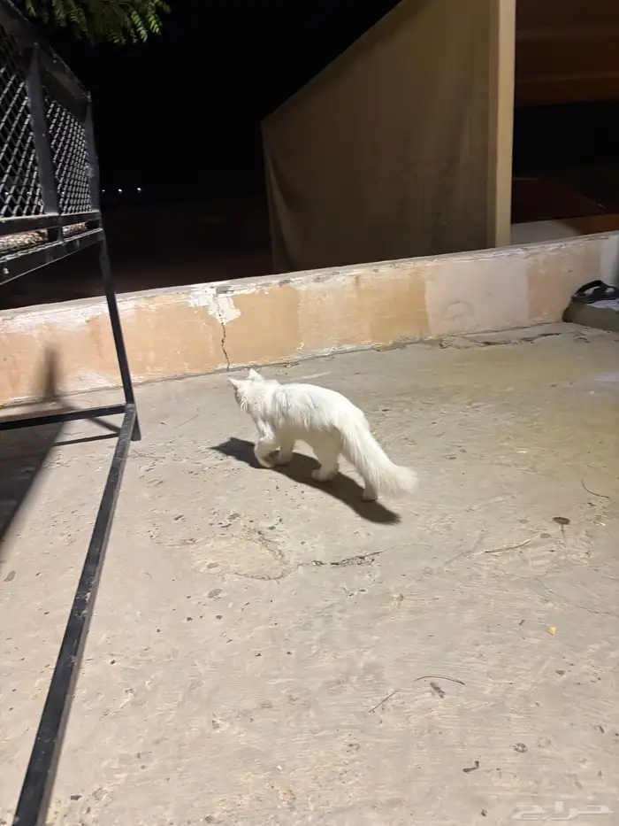 قطة شيرازية للبيع 2