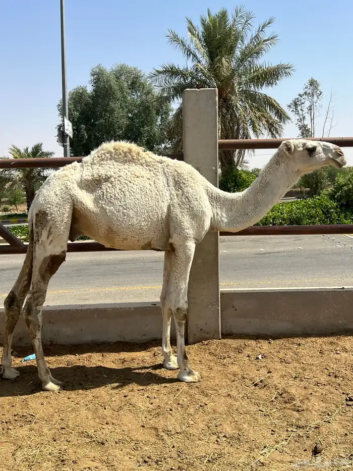 قعود باتلي جده حاكم بن قريع وسليم من العذاريب 2