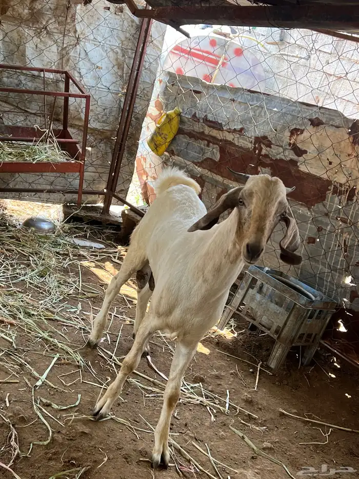 تيوس مشاريع فحول 2