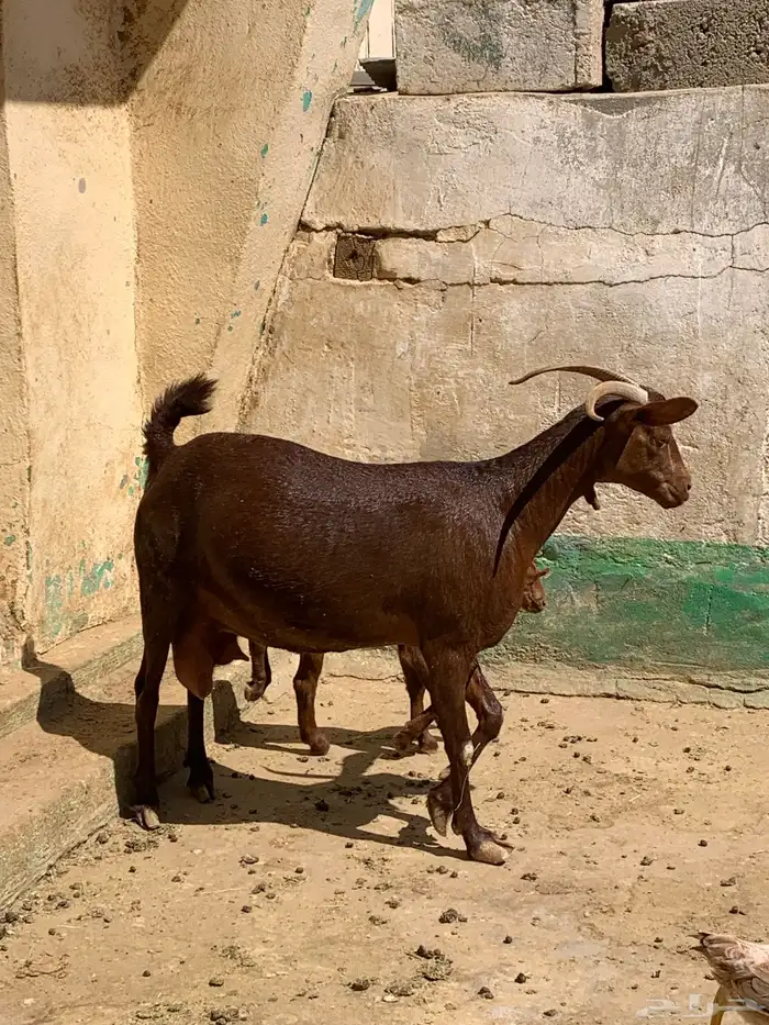 ثنتين معزا حص وعليها تيس وجفره وفحل عارضي 14