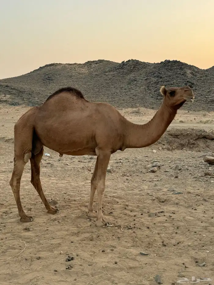 ناقه ساحليه حمراء ضروبه 2
