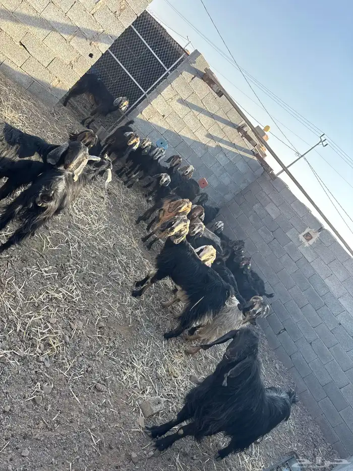 بيع معزا مضاريع ومضروبه 1