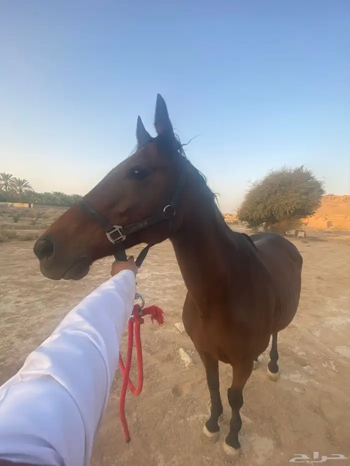 للبيع فرس 2