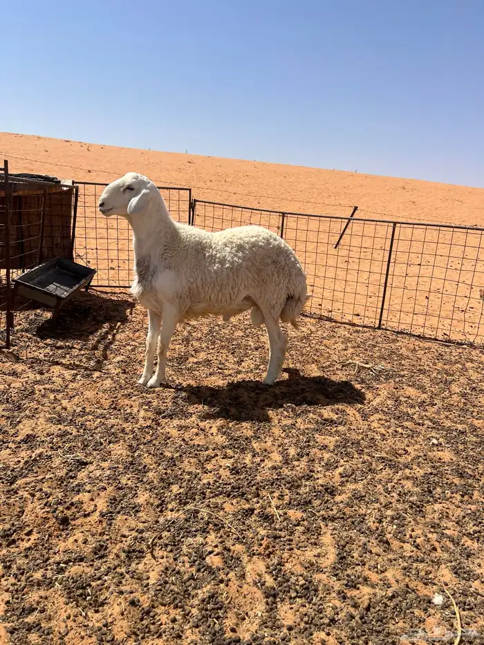طلي جذع حري صنف مشروط 1