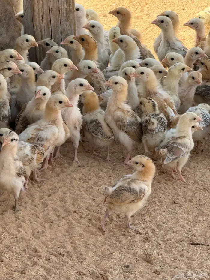 صوص دجاج العمر شهر واقل الصحه جيده بري 0