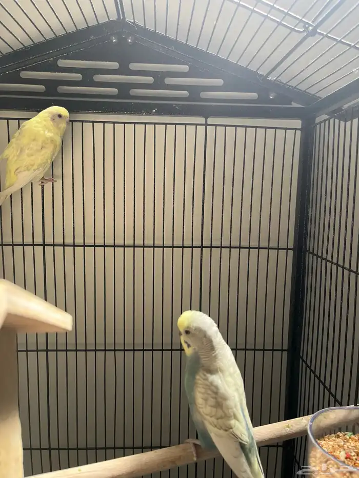 عصفورين من نوع طيور الحب العصفورين ب 100 ريال  50 مع القفص 1