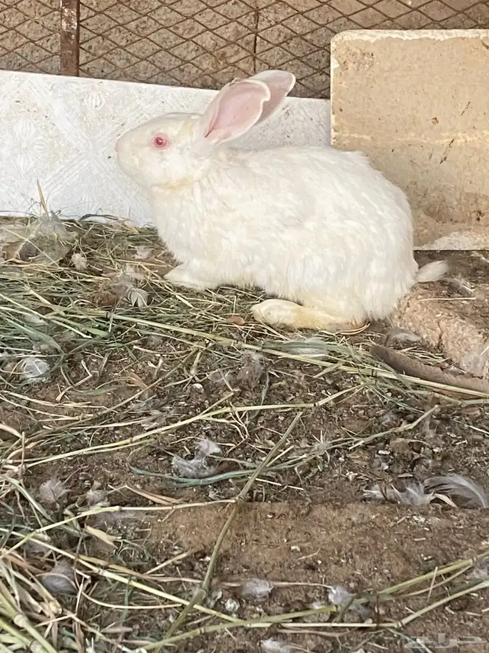 ذكور ارانب بلدي 4