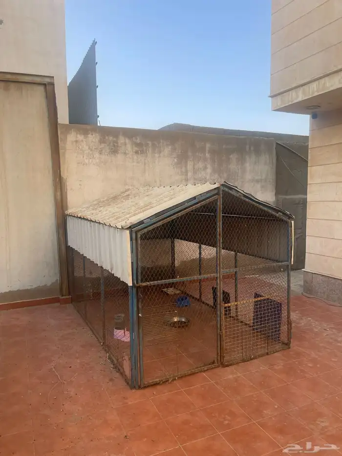 فقاصة بيض وشبك دجاج للبيع 2