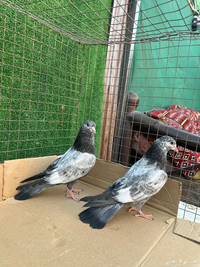 حمام بكستاني طبات 0