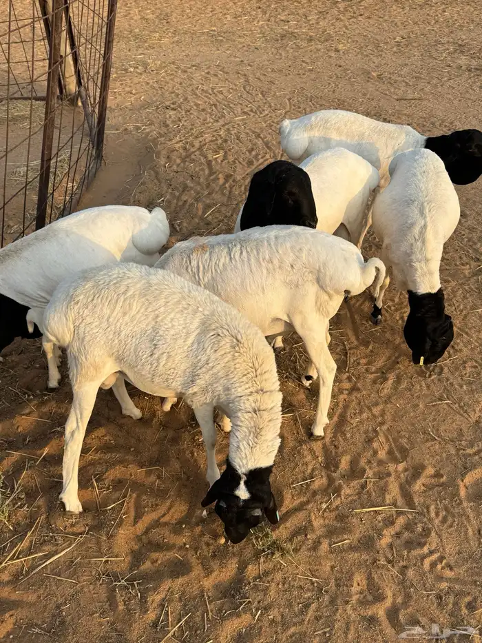 للبيع برابر 3