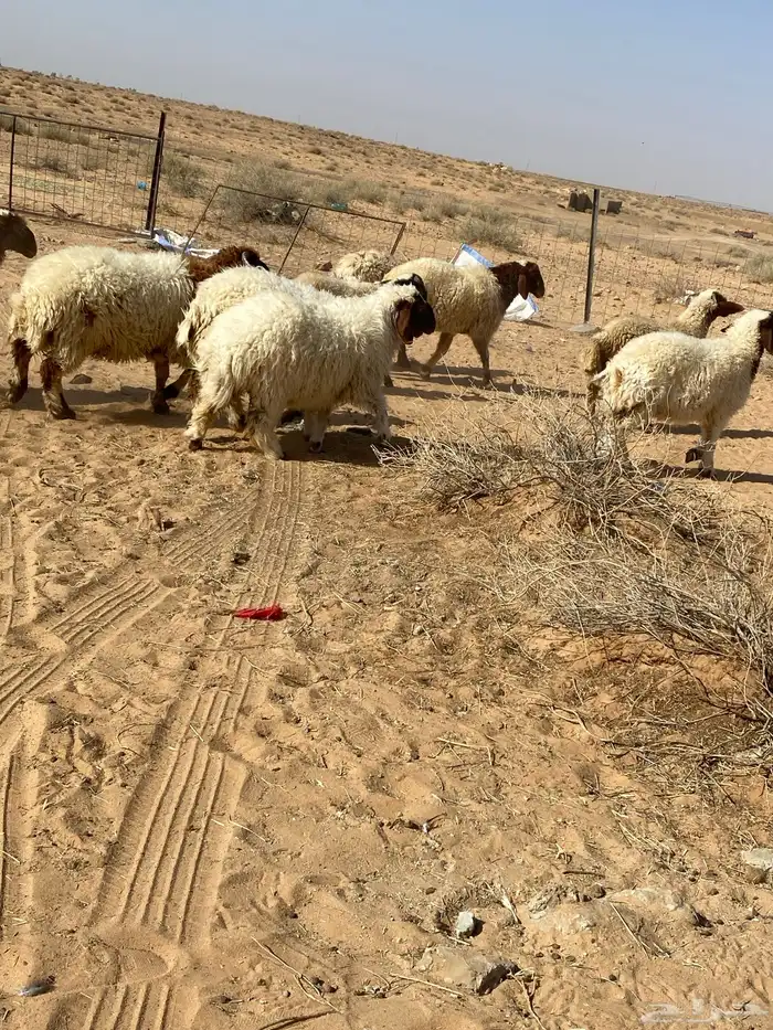 بهم نعيم 6