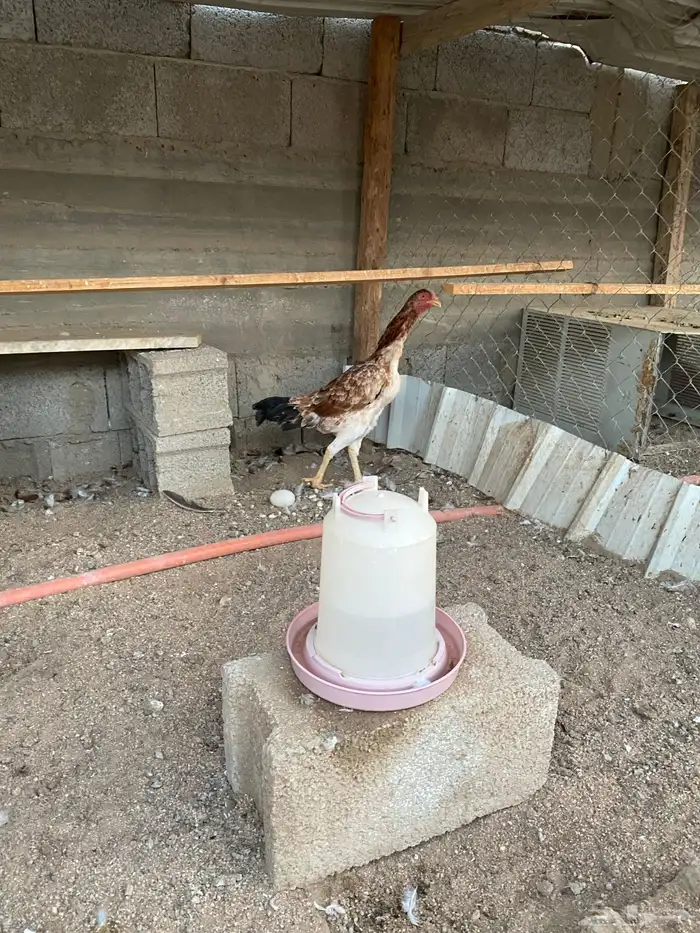 دجاجه شامو ياباني 0