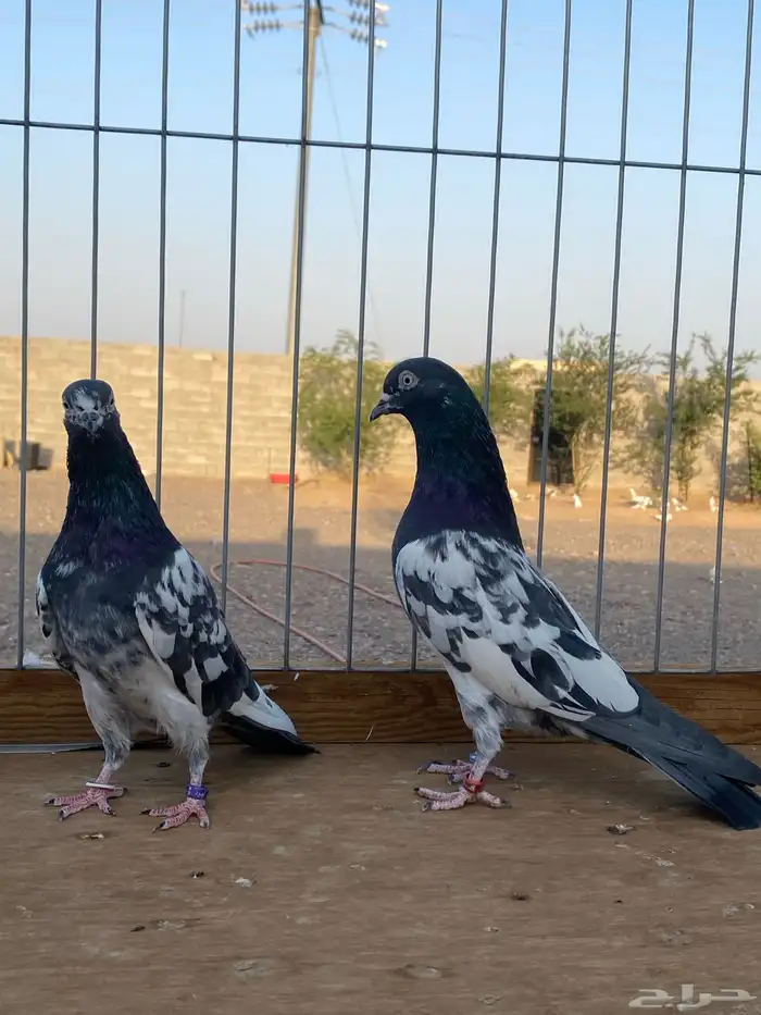 جوز رام اسأس 2