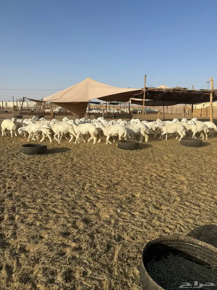 رخال حريات جذعات حرش 65 6