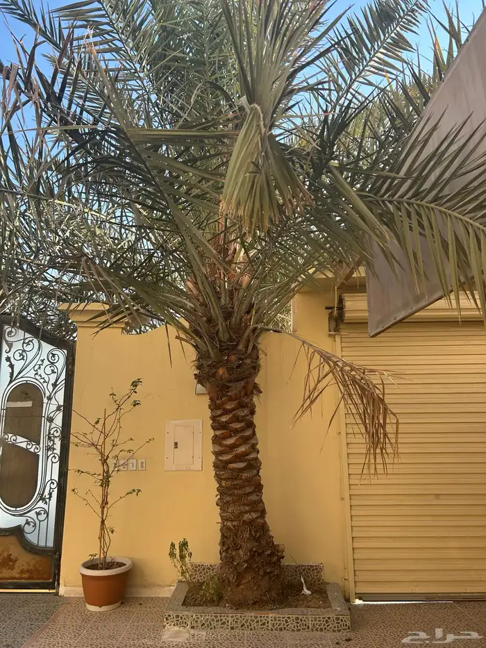 نخلتين وحده اخلاص وحده برحي 1