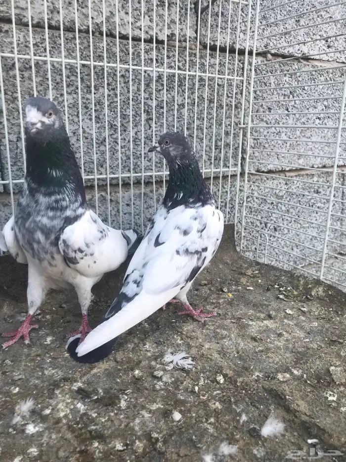 جوز تيدي 2
