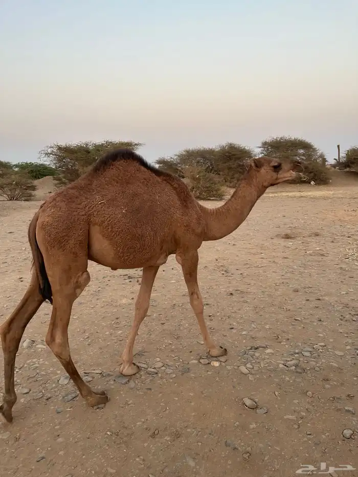 ثلاث حشو لحم للي عنده عرس ولا ملحمة أعمارها 10 شهور 19