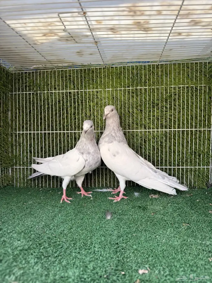 زوج سليتي باكستاتي 2