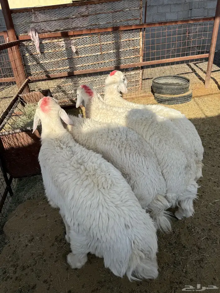 طليان وتيوس ذبايح نظيفه ع الشرط ( سلخ وتوصيل ) 1