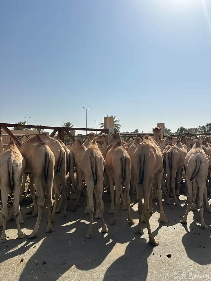 قعدان صومالي جديده. العدد 100 1