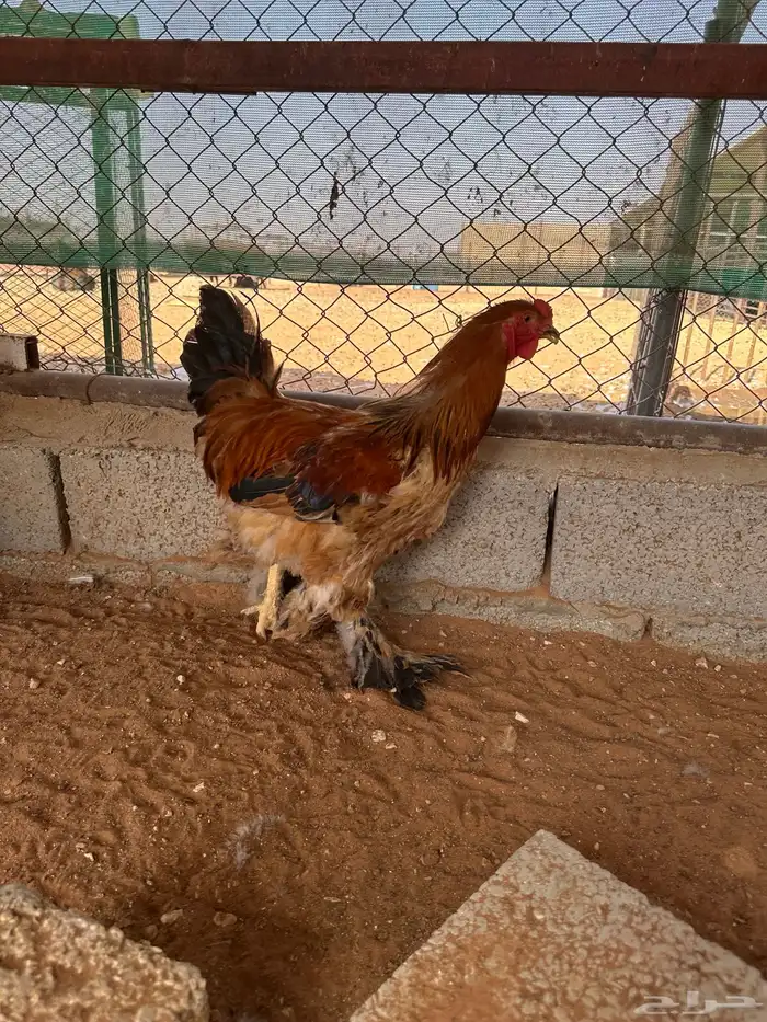 جوز براهما بوف 3