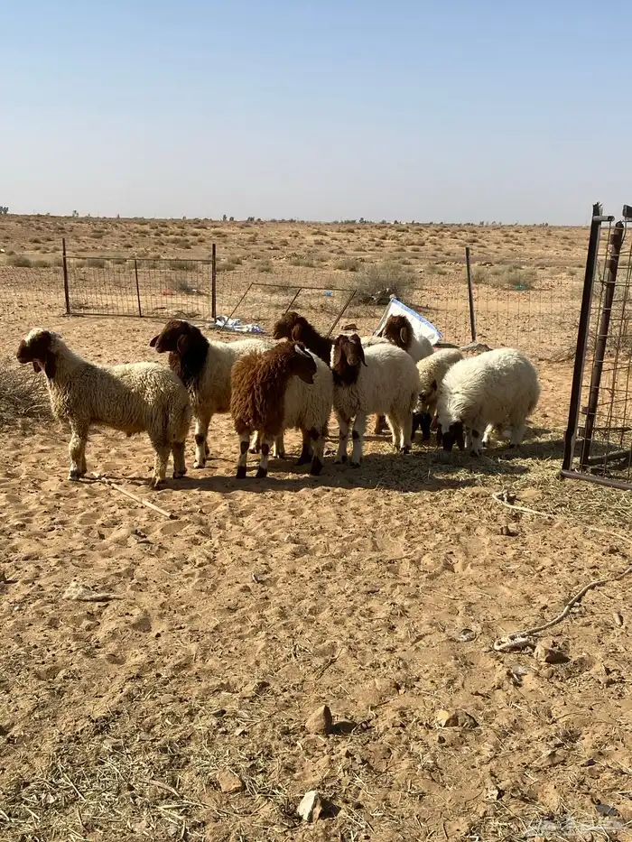بهم نعيم 0