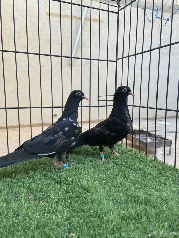 طبة رامبوري 5