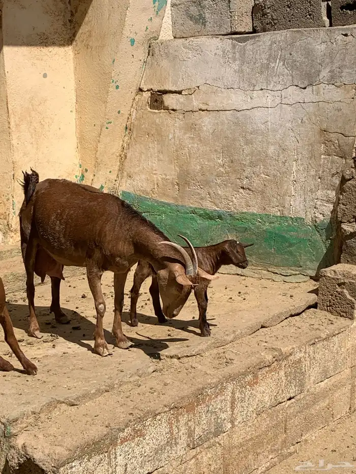 ثنتين معزا حص وعليها تيس وجفره وفحل عارضي 15