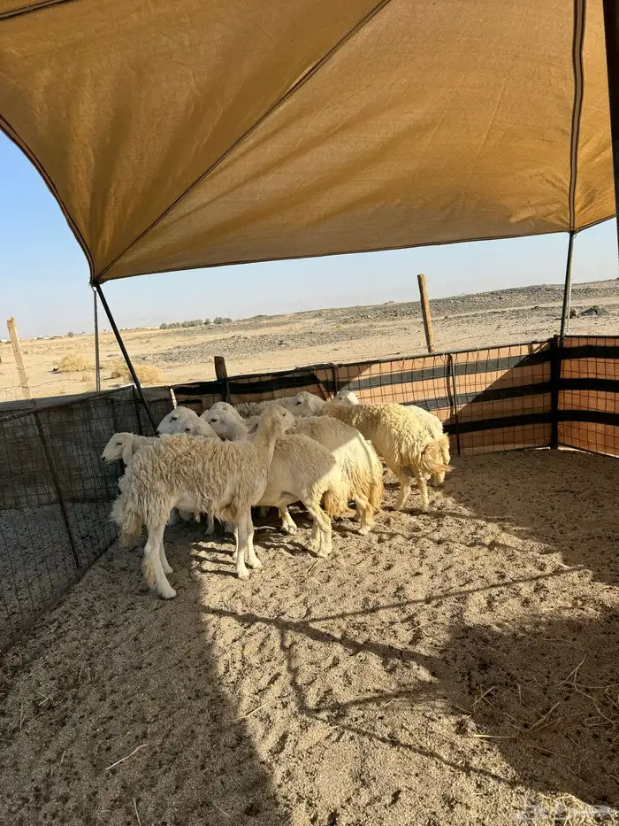 حريات صنف ومقاني 6
