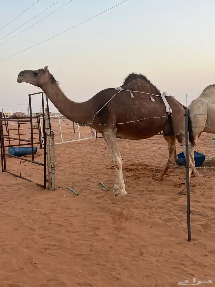 للبيع 0