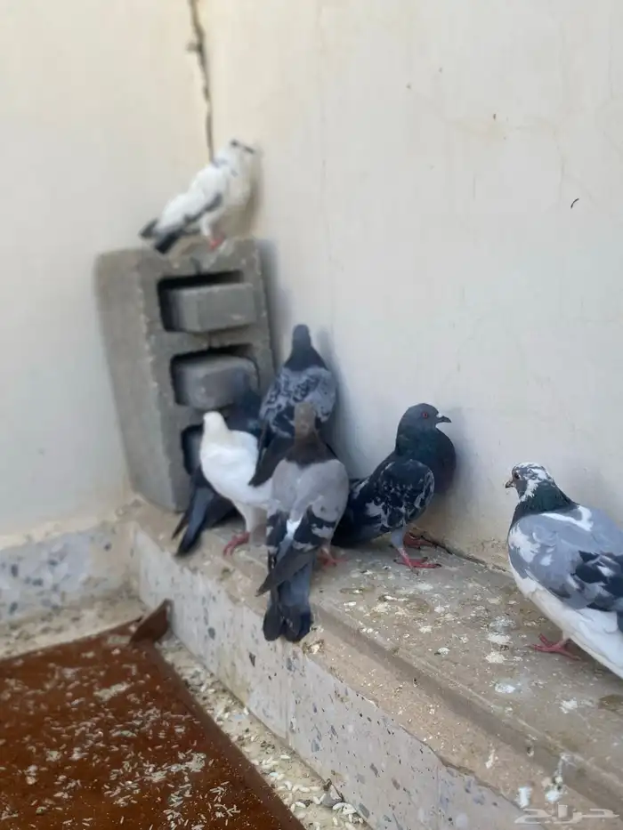 السلام عليكم حمام زاجل لون نادر سمان 5 بط2 ديك 1 صوص2 0