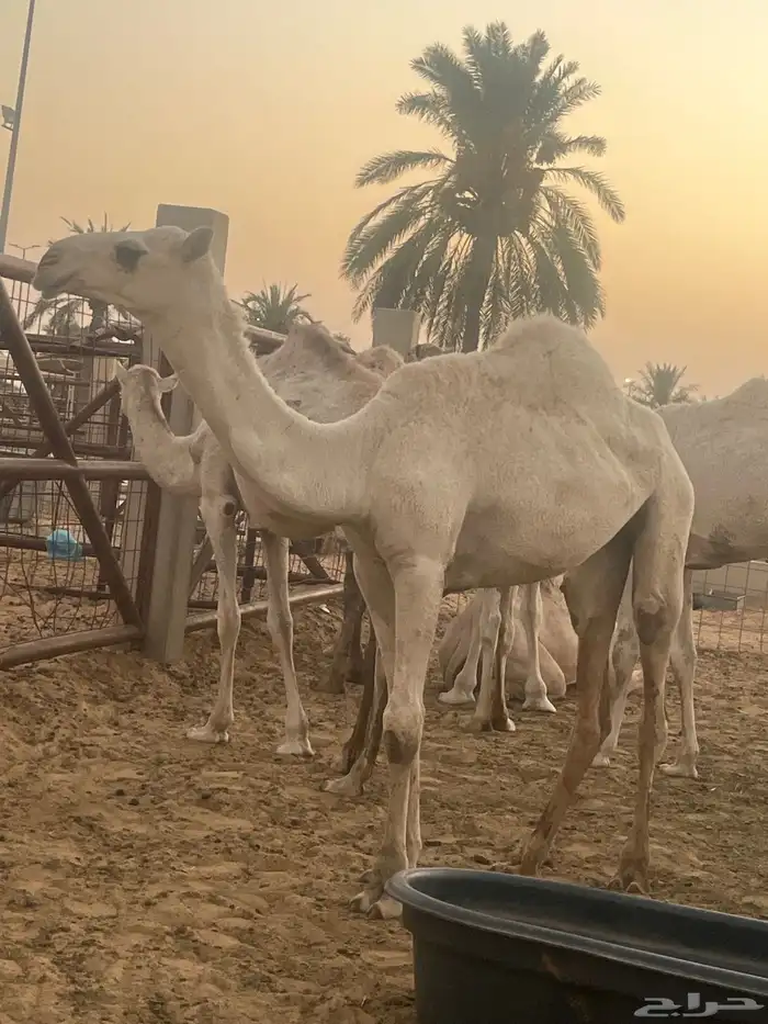 للبيع البكره الرمانيه 1