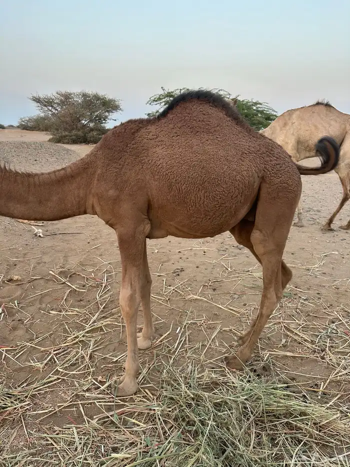 ثلاث حشو لحم للي عنده عرس ولا ملحمة أعمارها 10 شهور 12