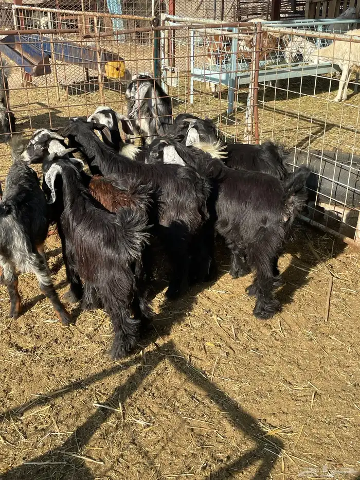 تيوس وجفرات 12