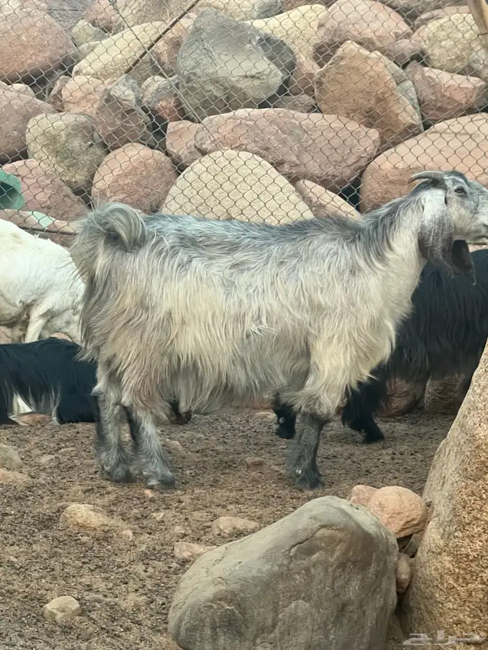 تيس فحل جرم 2
