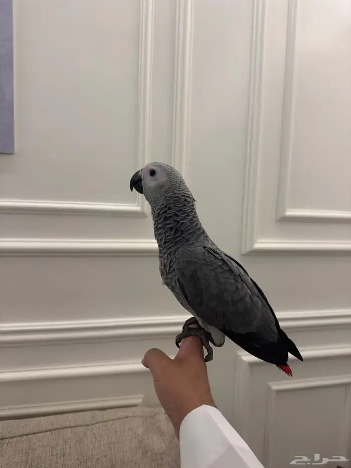 فرخ كاسكو اليف 1