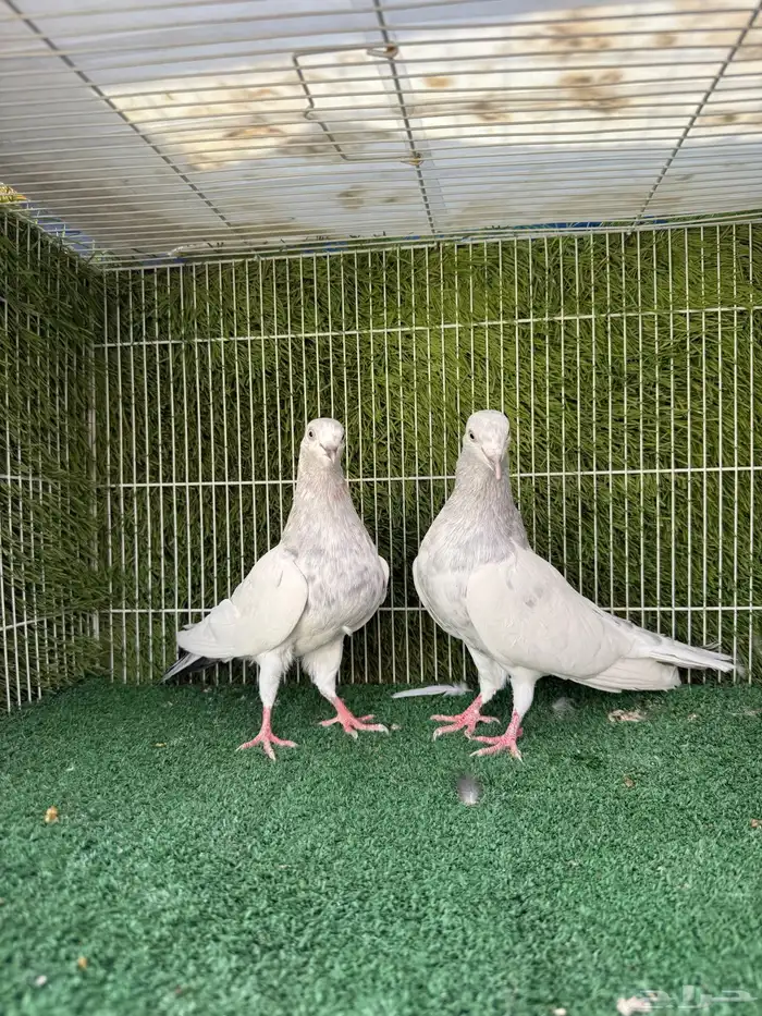 زوج سليتي باكستاتي 0