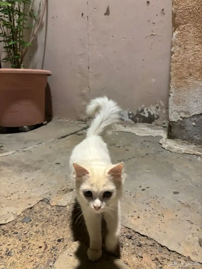 قطة شيرازية للبيع 1