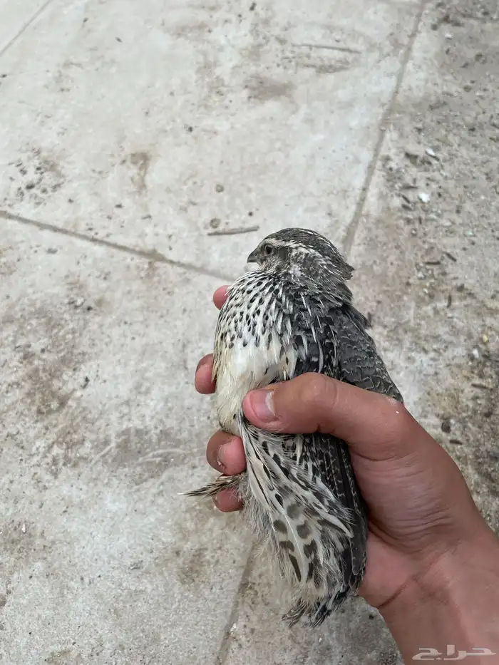 سمان بري للبيع 3