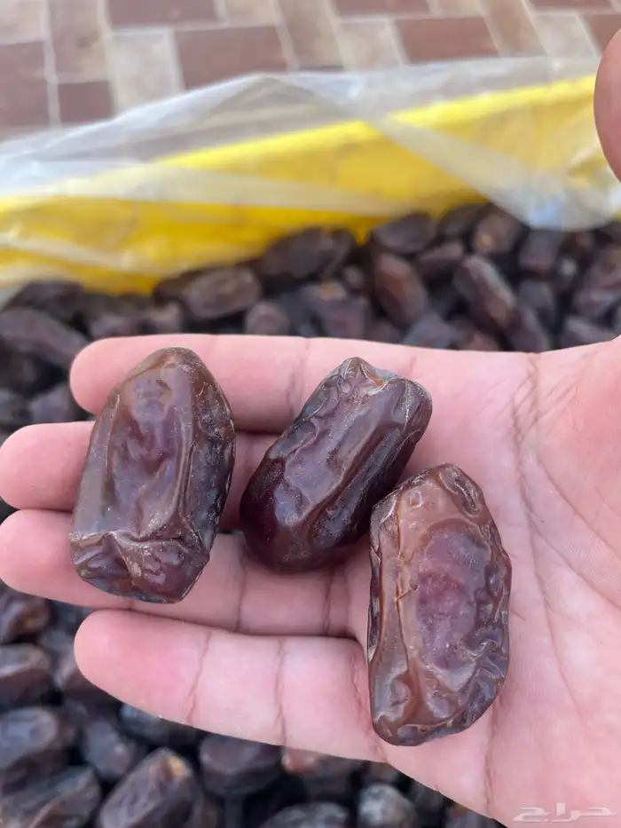 تمر خضري 1