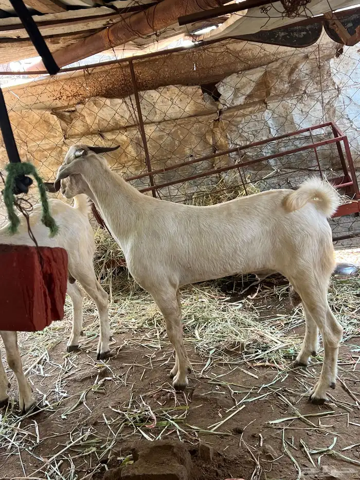 تيوس مشاريع فحول 6
