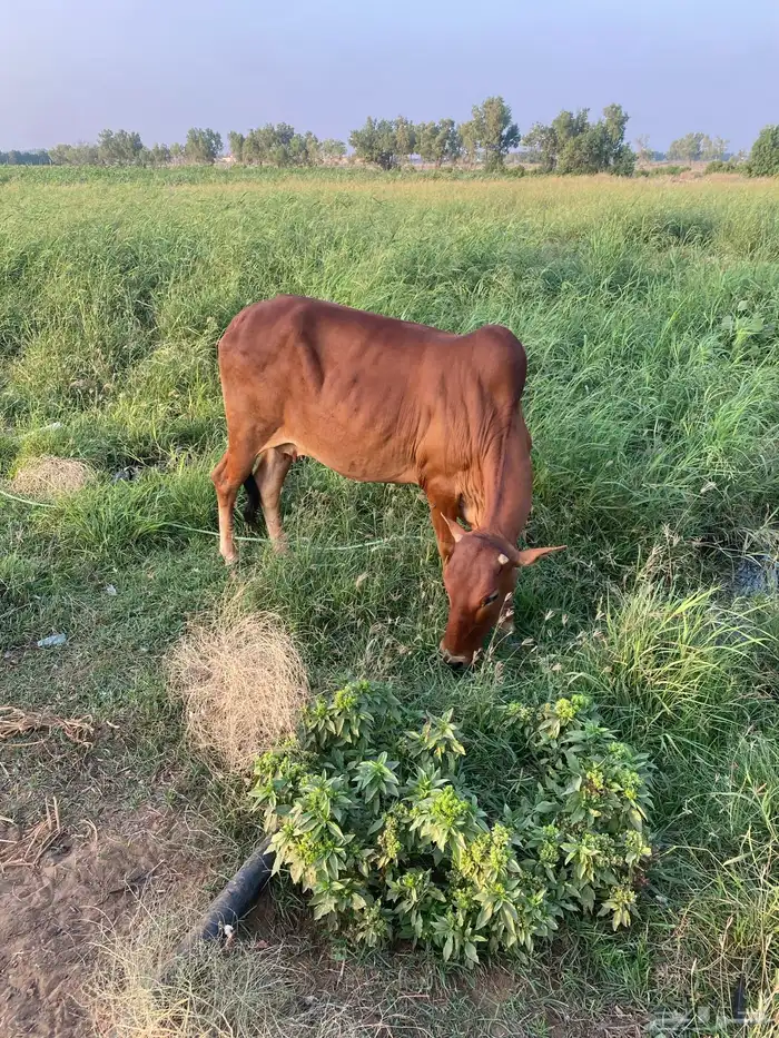 بقرة بلدي للبيع 0