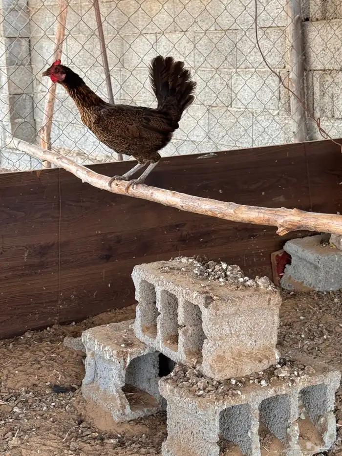 دجاج بلدي ( تم البيع) 5