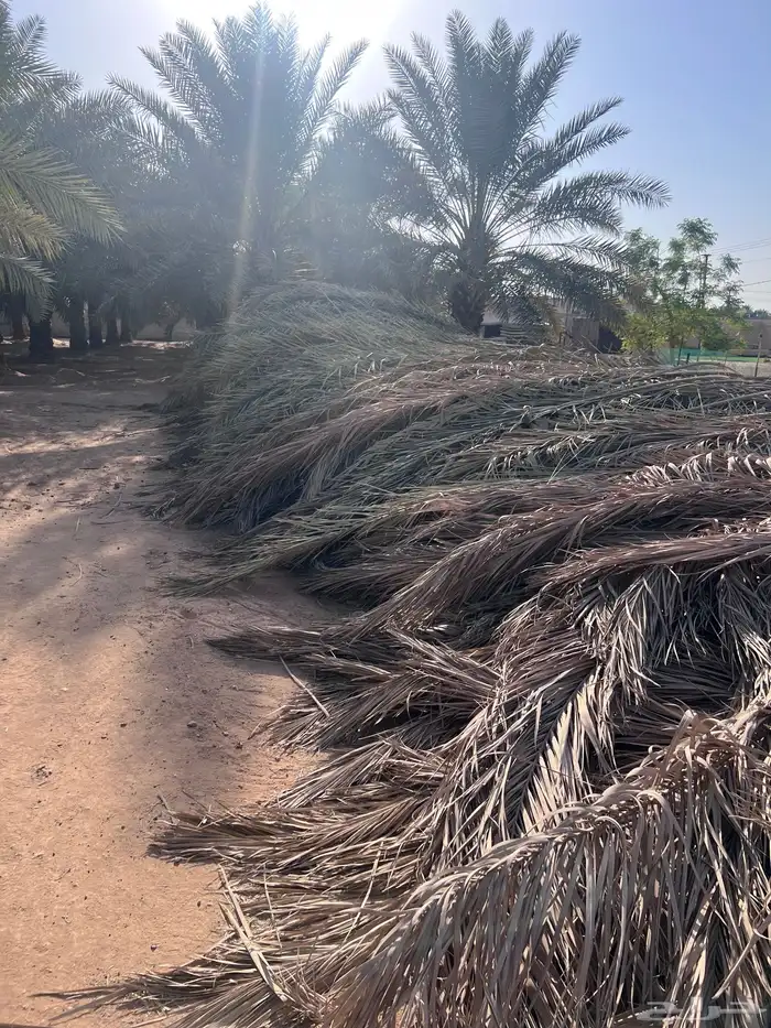 عسيب نخل 1